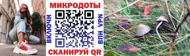 Галлюциногенные грибы Psilocybe  Купить где  Боровичи 